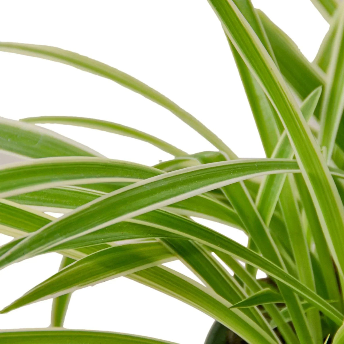 Indoor plants