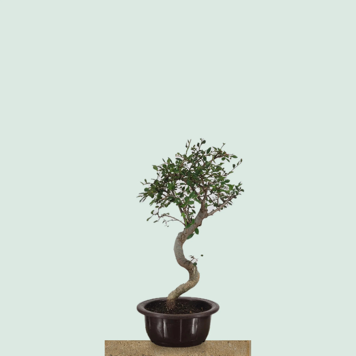 Chinese Elm bonzai tree with snaking trunk and windswept crown