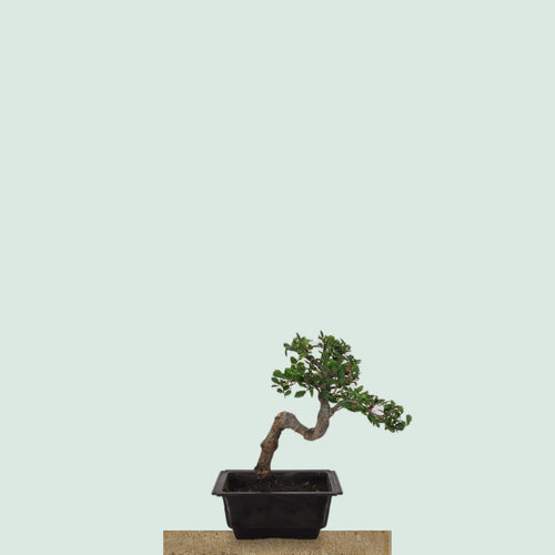Chinese Elm bonzai tree with thick zig-zag semi-cascade trunk
