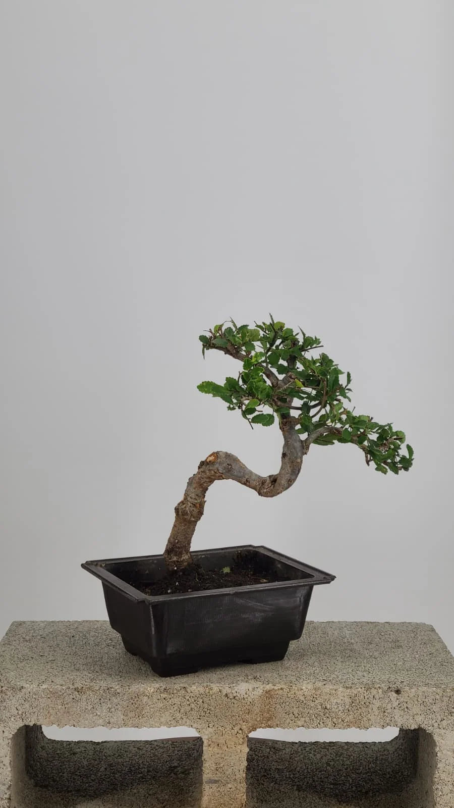 Chinese Elm Bonsai Tree, 12" Semi-Cascade in Training Pot