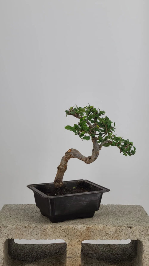 Chinese Elm Bonsai Tree, 12" Semi-Cascade in Training Pot
