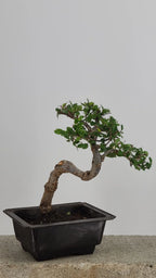 Chinese Elm Bonsai Tree, 12" Semi-Cascade in Training Pot