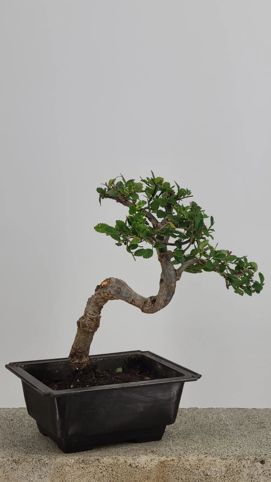 Chinese Elm Bonsai Tree, 12" Semi-Cascade in Training Pot