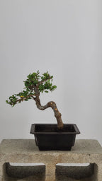 Chinese Elm Bonsai Tree, 12" Semi-Cascade in Training Pot