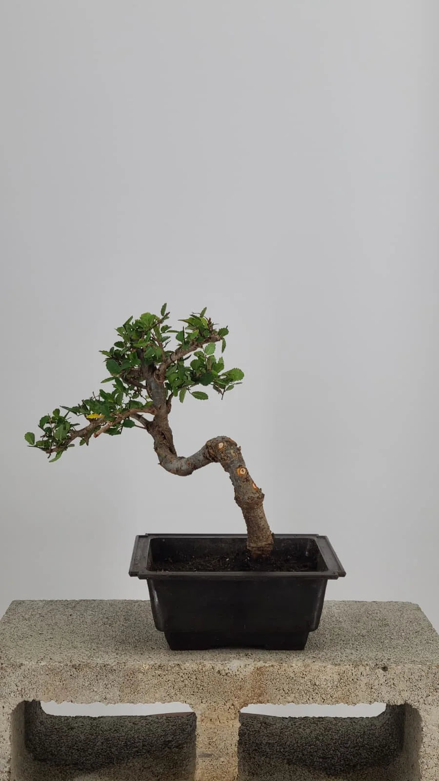 Chinese Elm Bonsai Tree, 12" Semi-Cascade in Training Pot