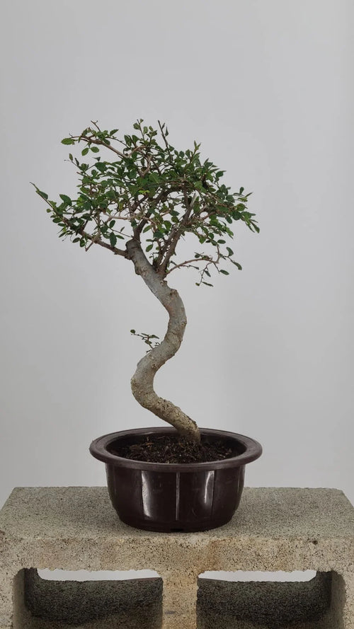 Chinese Elm Bonsai Tree 15” – Easy Care Live Bonsai in Training Pot