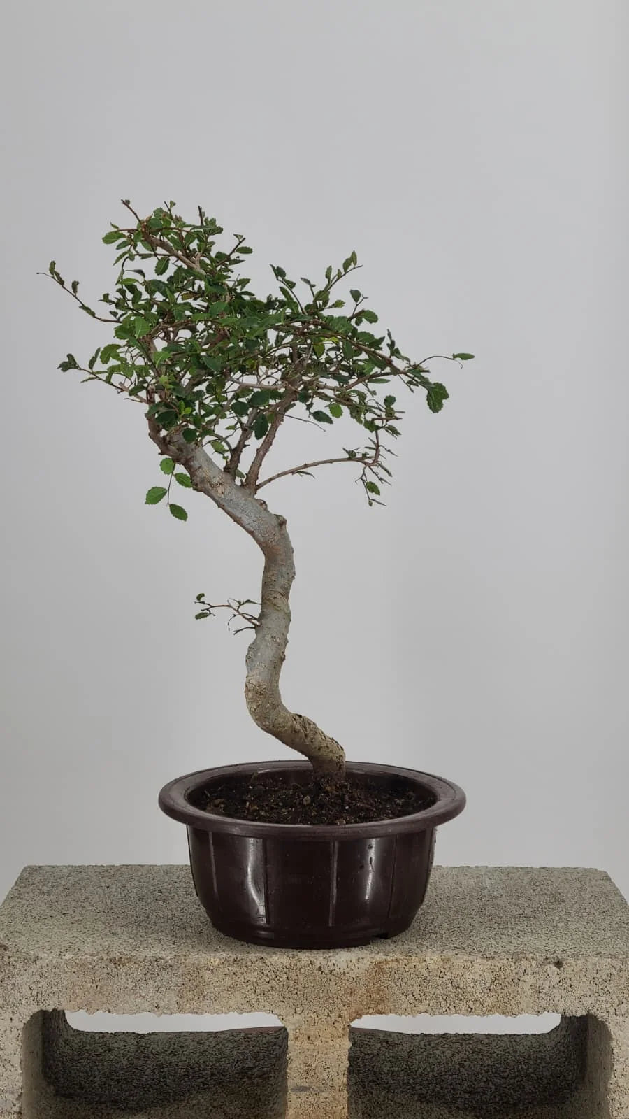 Chinese Elm Bonsai Tree 15” – Easy Care Live Bonsai in Training Pot