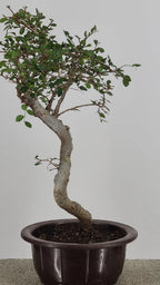 Chinese Elm Bonsai Tree 15” – Easy Care Live Bonsai in Training Pot
