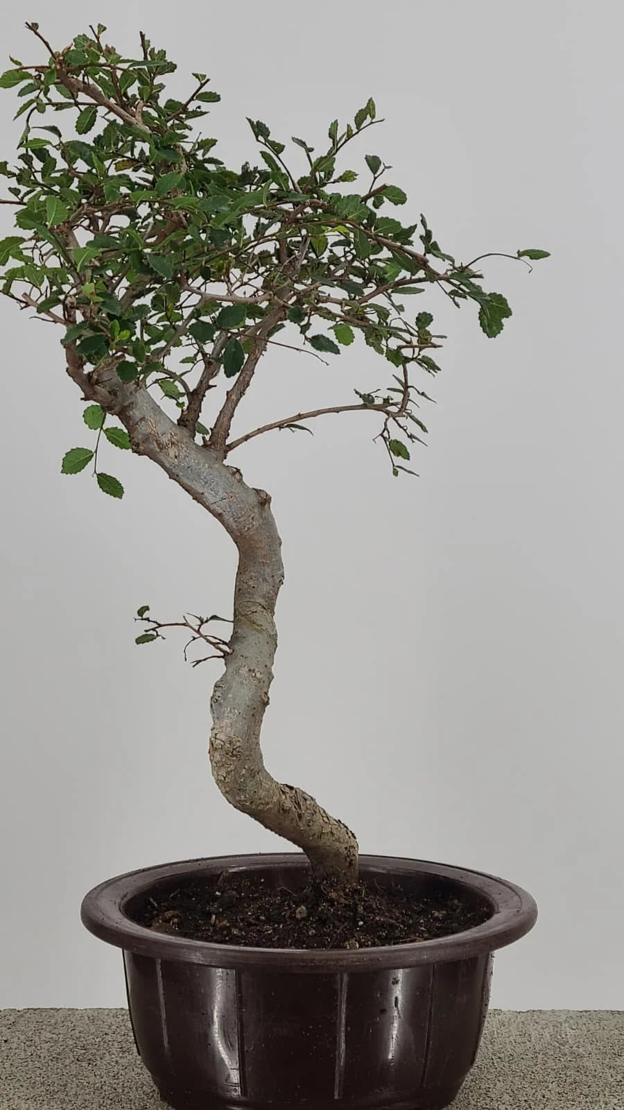 Chinese Elm Bonsai Tree 15” – Easy Care Live Bonsai in Training Pot