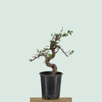 Pre-bonzai Chinese Elm tree with gnarled S-curve trunk in 1 gallon pot