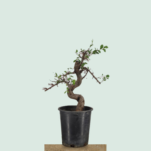 Pre-bonzai Chinese Elm tree with gnarled S-curve trunk in 1 gallon pot