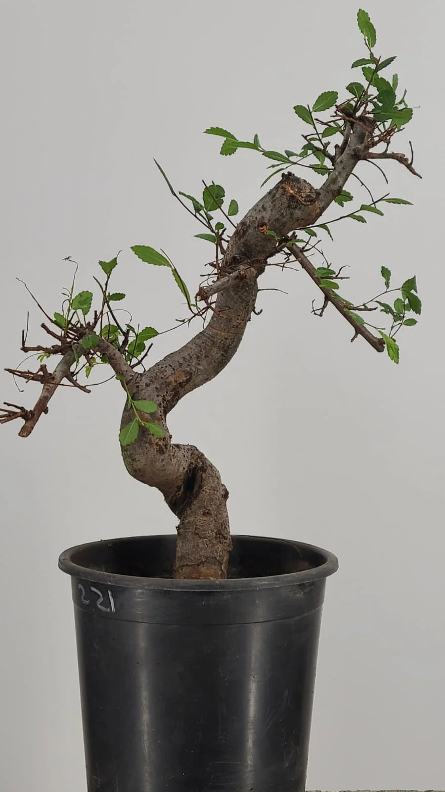 Chinese Elm Pre-Bonsai Tree in 1 Gallon Pot – S-Curve Trunk