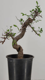 Chinese Elm Pre-Bonsai Tree in 1 Gallon Pot – S-Curve Trunk