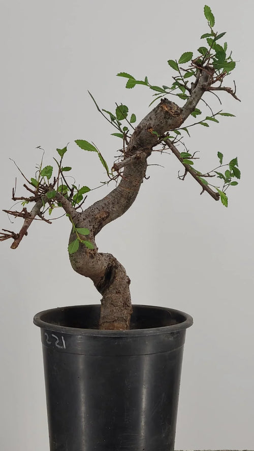 Chinese Elm Pre-Bonsai Tree in 1 Gallon Pot – S-Curve Trunk