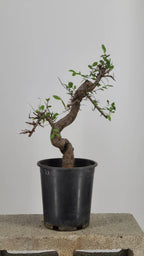 Chinese Elm Pre-Bonsai Tree in 1 Gallon Pot – S-Curve Trunk