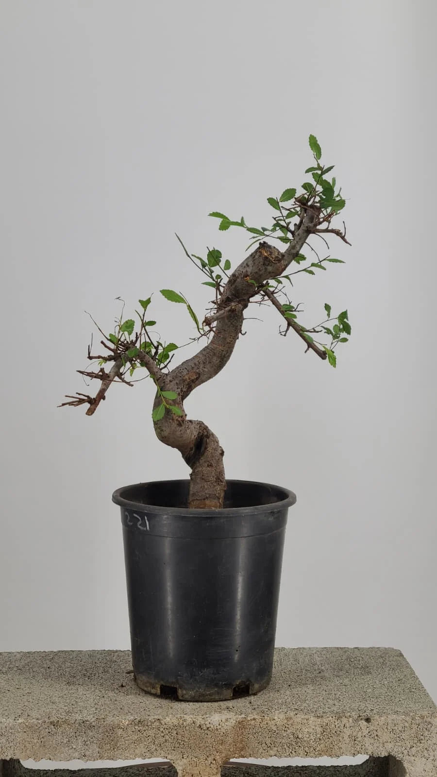 Chinese Elm Pre-Bonsai Tree in 1 Gallon Pot – S-Curve Trunk
