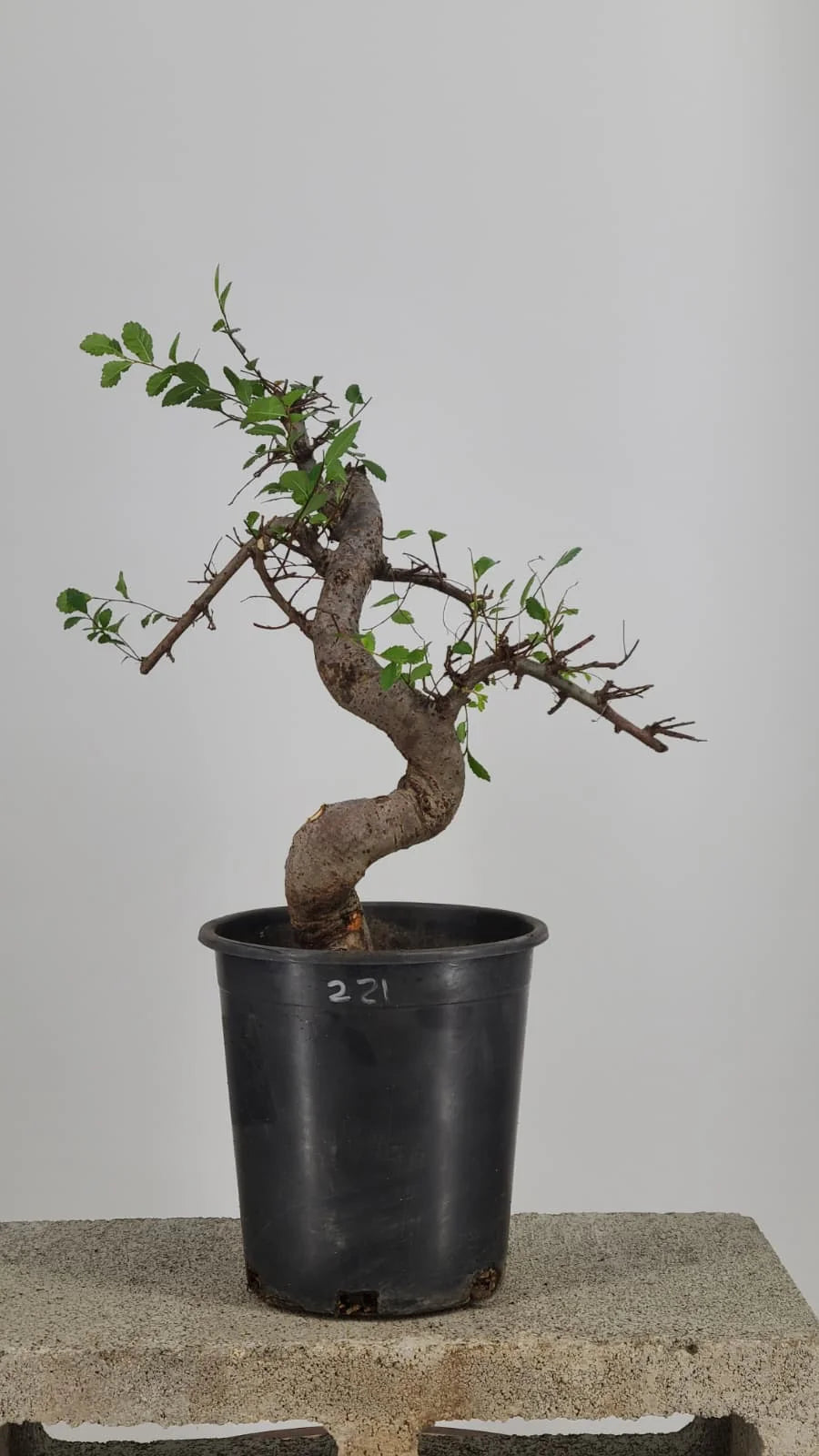 Chinese Elm Pre-Bonsai Tree in 1 Gallon Pot – S-Curve Trunk