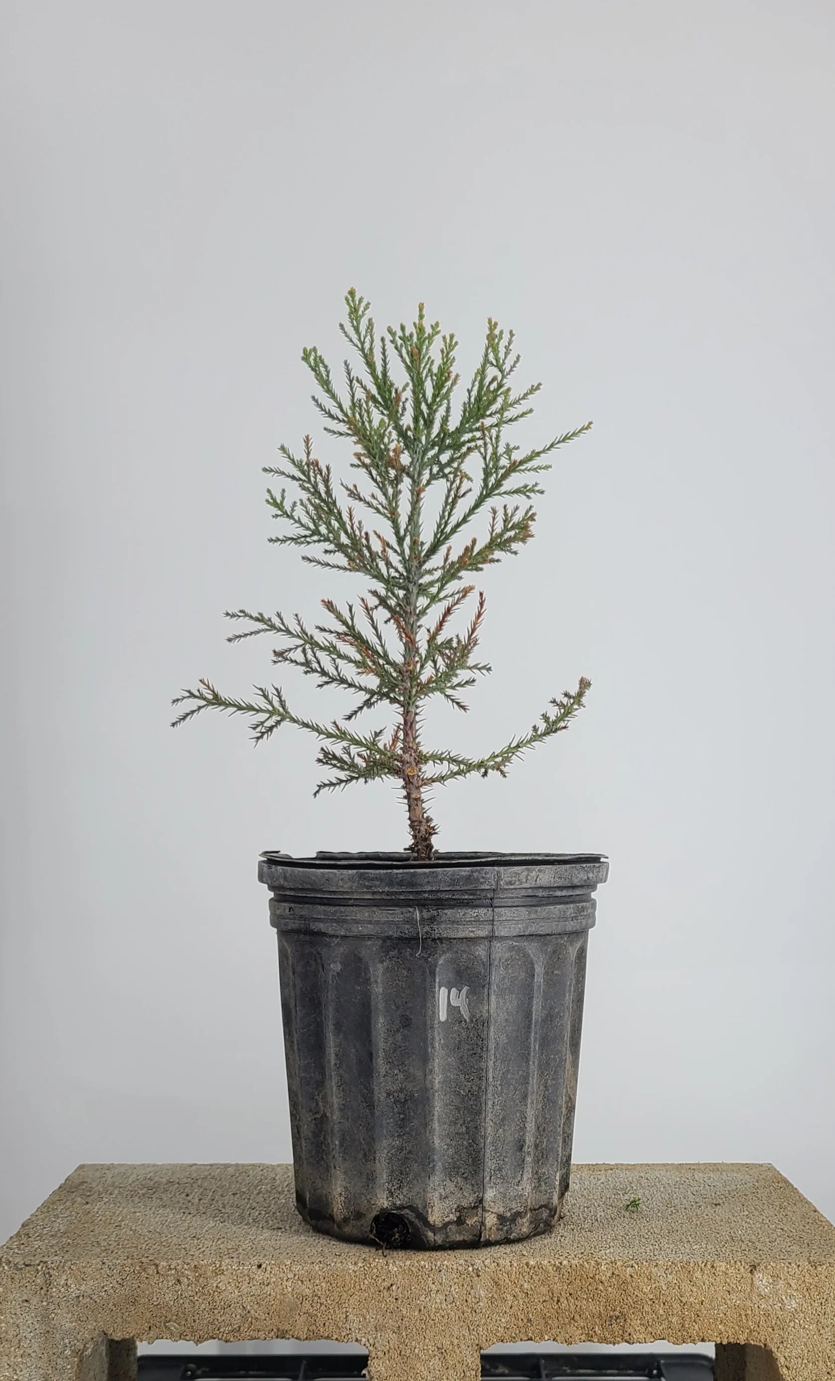 Giant Sequoia pre-bonzai with feathery foliage in 1 gallon pot