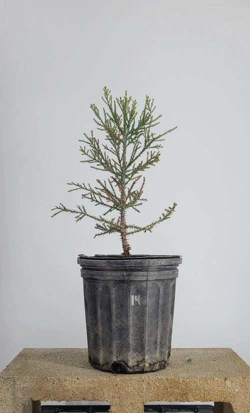 Giant Sequoia pre-bonzai with feathery foliage in 1 gallon pot