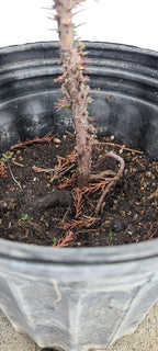 Giant Sequoia Pre-Bonsai, 1 Gallon
