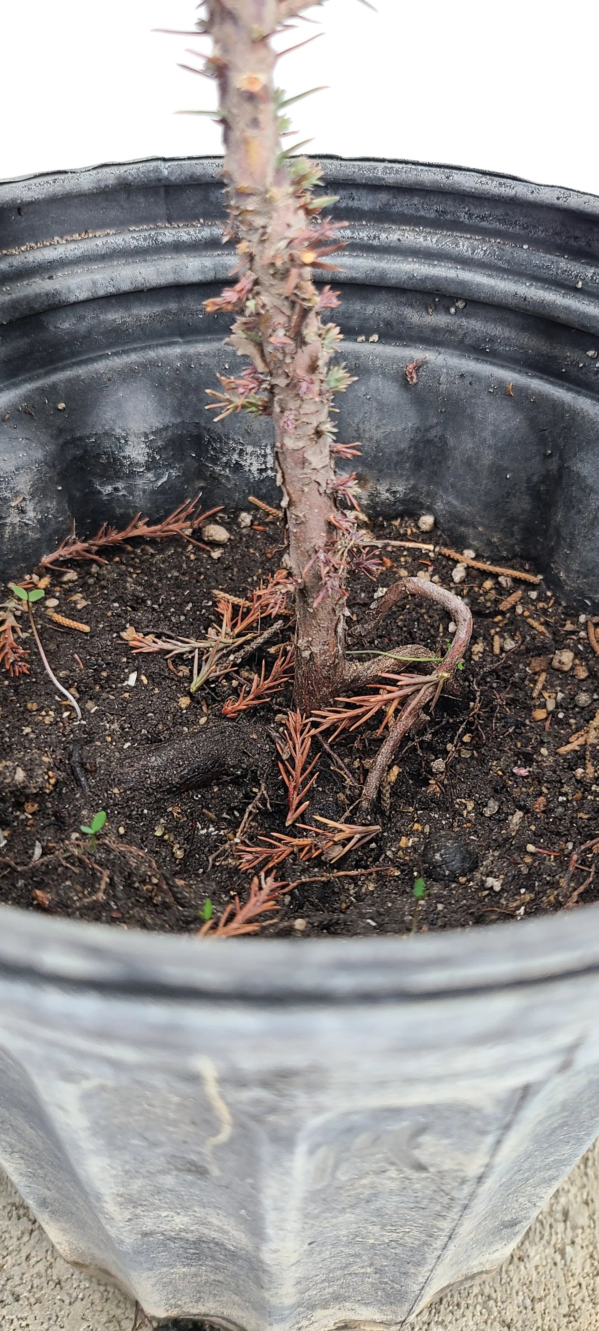 Giant Sequoia Pre-Bonsai, 1 Gallon