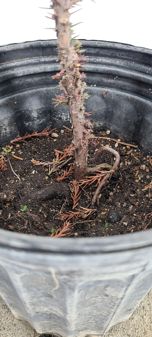 Giant Sequoia Pre-Bonsai, 1 Gallon