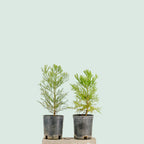 Pre-Bonzai Sequoia Tree in 1 Gallon Nursery Pot