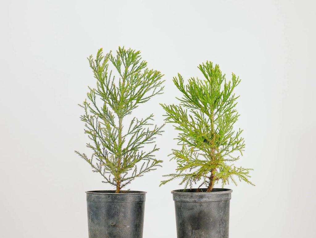 Peony Chinese Bonzai Pre-Bonsai Sequoia Tree, 1 Gallon Outdoor Starter Tree