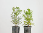 Peony Chinese Bonzai Pre-Bonsai Sequoia Tree, 1 Gallon Outdoor Starter Tree