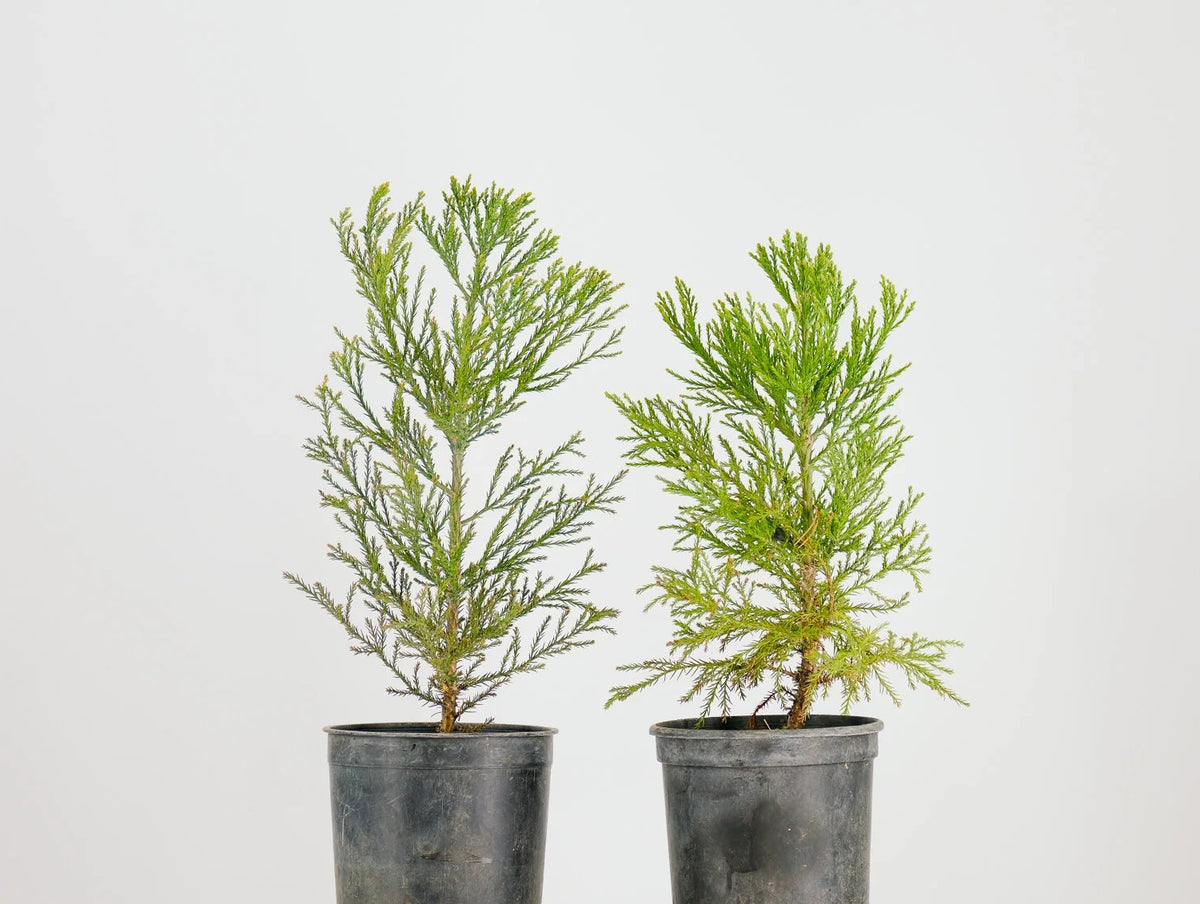Peony Chinese Bonzai Pre-Bonsai Sequoia Tree, 1 Gallon Outdoor Starter Tree