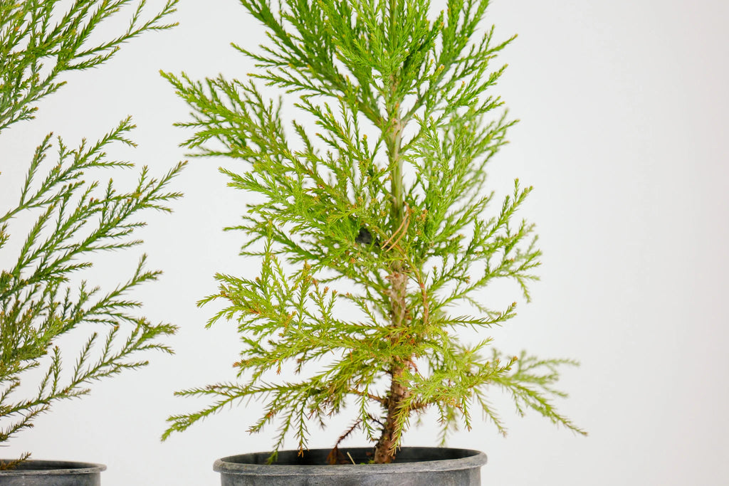 Peony Chinese Bonzai Pre-Bonsai Sequoia Tree, 1 Gallon Outdoor Starter Tree