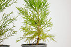 Peony Chinese Bonzai Pre-Bonsai Sequoia Tree, 1 Gallon Outdoor Starter Tree