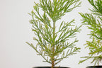 Peony Chinese Bonzai Pre-Bonsai Sequoia Tree, 1 Gallon Outdoor Starter Tree