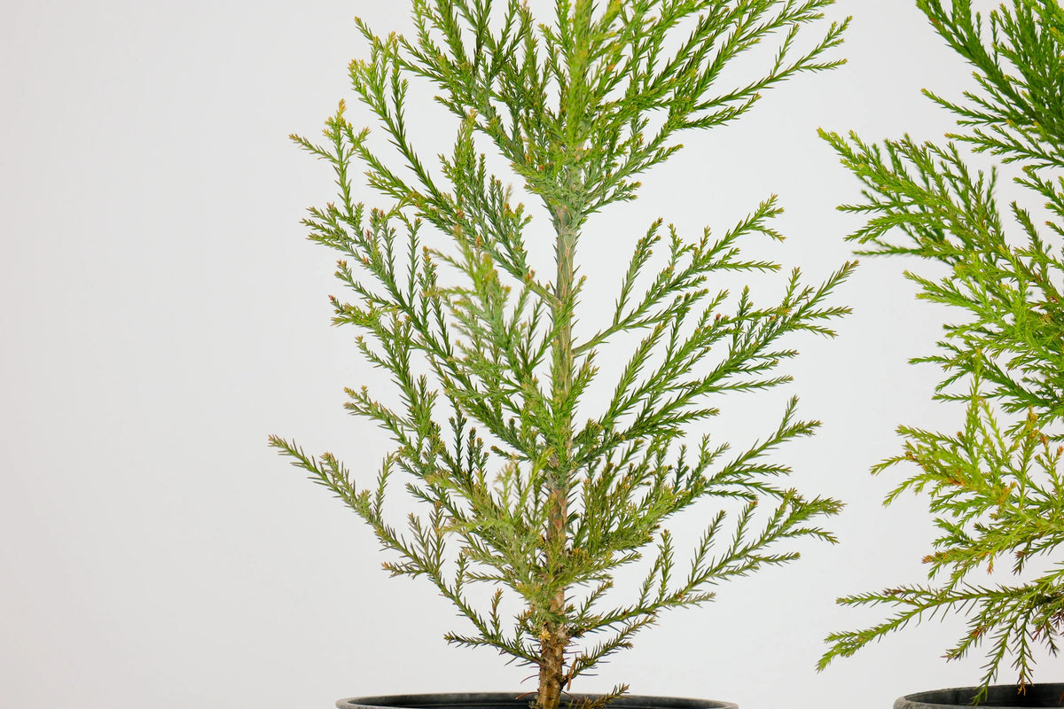 Peony Chinese Bonzai Pre-Bonsai Sequoia Tree, 1 Gallon Outdoor Starter Tree