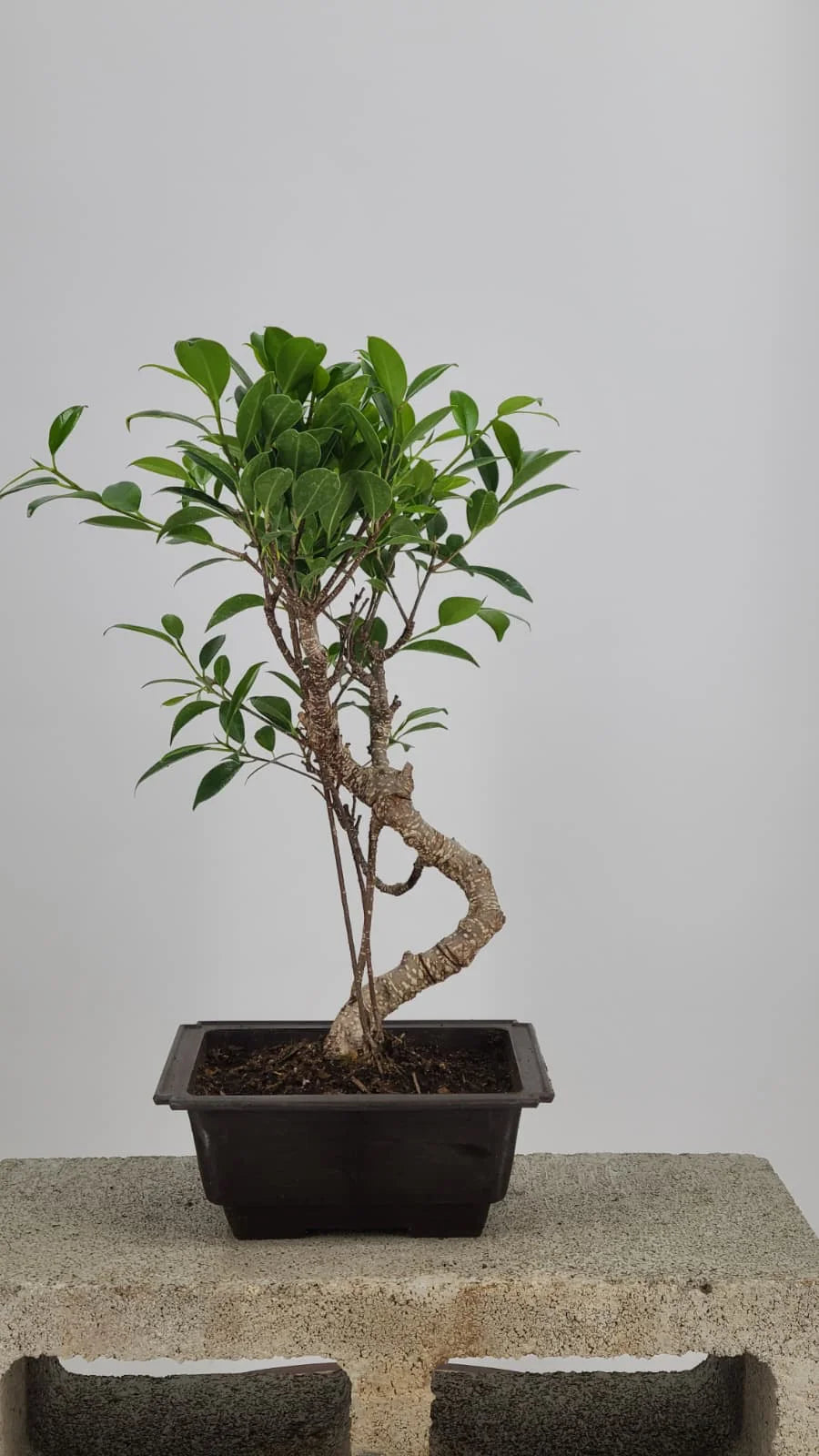 Tiger Bark Ficus Bonsai 16” – Easy Care Live Indoor Tree