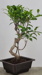 Tiger Bark Ficus Bonsai 16” – Easy Care Live Indoor Tree