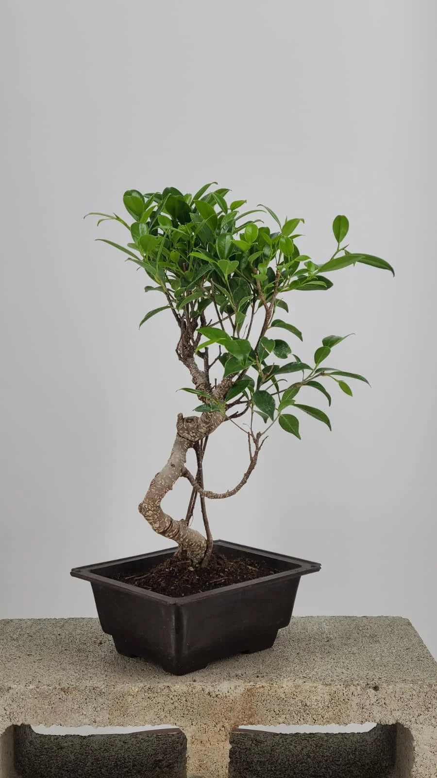 Tiger Bark Ficus Bonsai 16” – Easy Care Live Indoor Tree