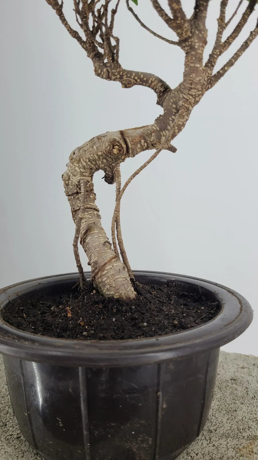 Tiger Bark Ficus Bonsai Tree 11” in Round Training Pot – Easy Care Live Bonsai