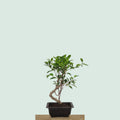 Tiger Bark Ficus bonzai tree with tiger-stripe bark, 16 inches