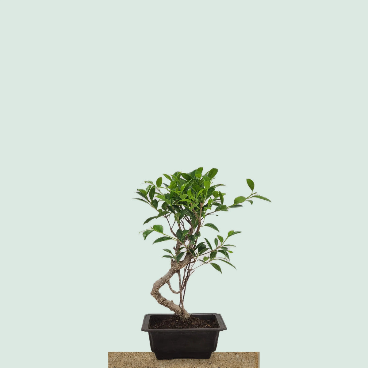 Tiger Bark Ficus bonzai tree with tiger-stripe bark, 16 inches