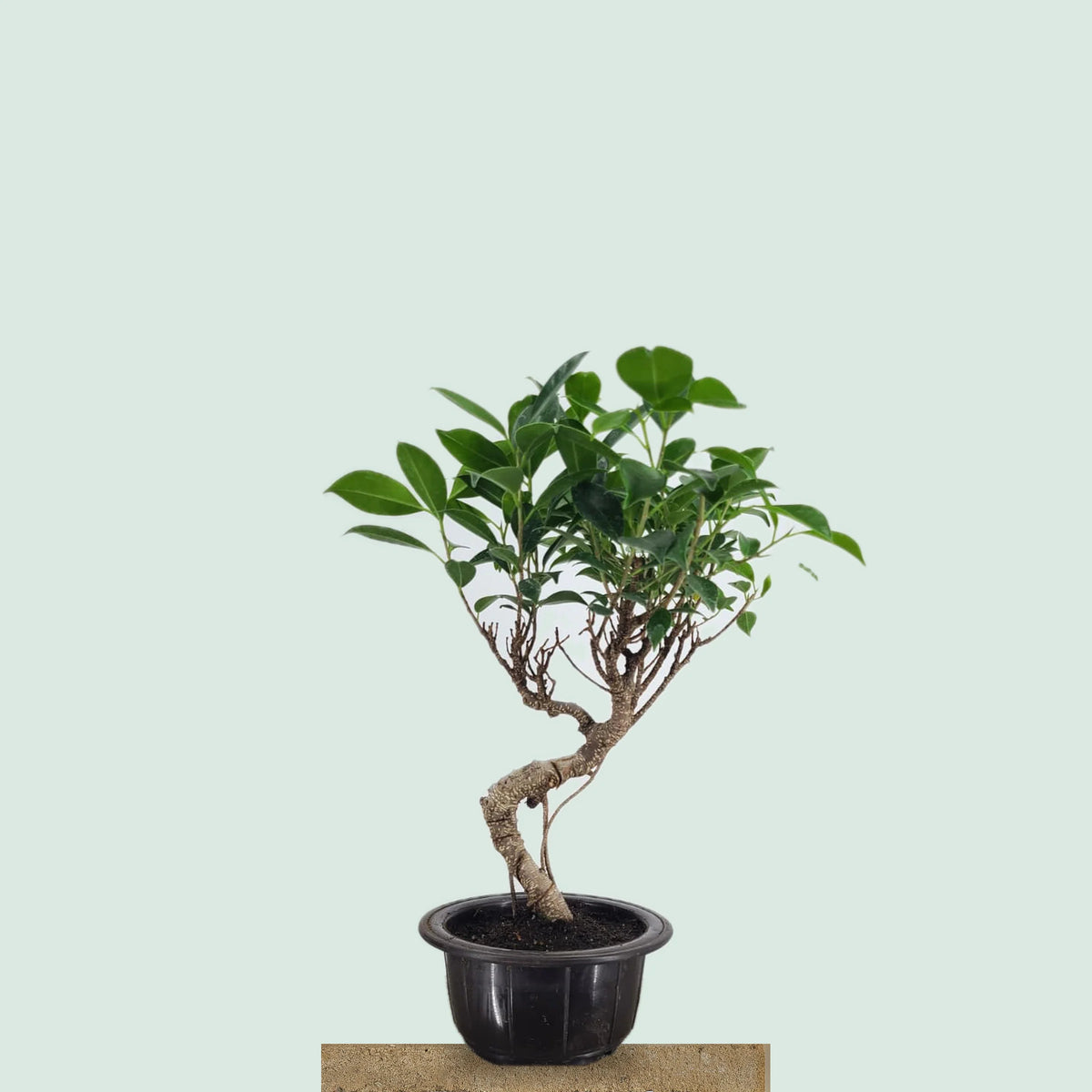 Tiger Bark Ficus bonzai tree with speckled S-curve trunk and green canopy