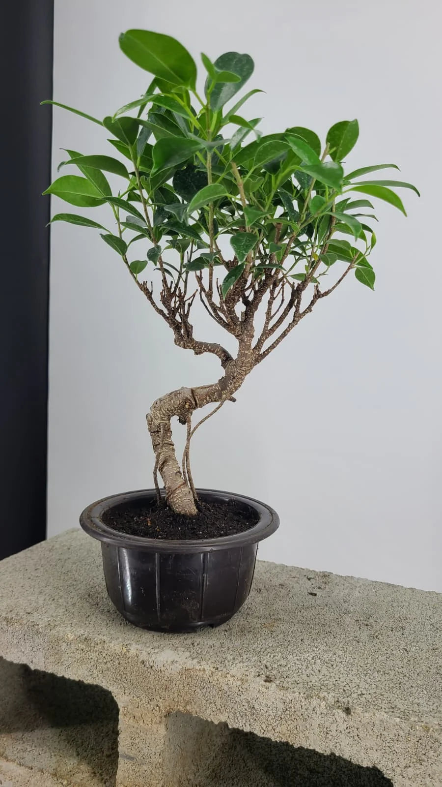 Tiger Bark Ficus Bonsai Tree 11” in Round Training Pot – Easy Care Live Bonsai