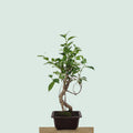 Tiger Bark Ficus bonzai tree with mottled striped trunk