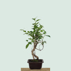 Tiger Bark Ficus bonzai tree with mottled striped trunk