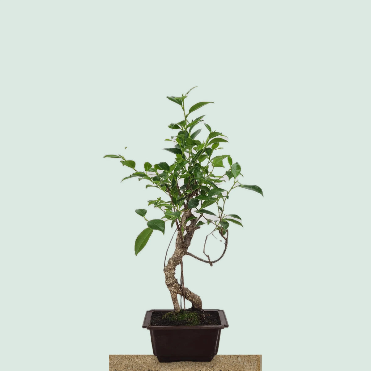Tiger Bark Ficus bonzai tree with mottled striped trunk