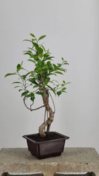 Tiger Bark Ficus Bonsai Tree 16” – Live Indoor Bonsai in Training Pot, Easy Care