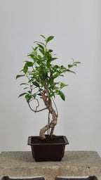 Tiger Bark Ficus Bonsai Tree 16” – Live Indoor Bonsai in Training Pot, Easy Care