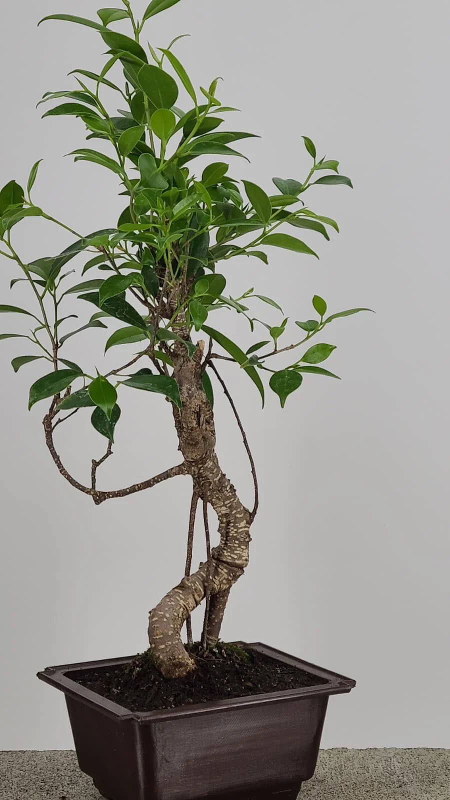 Tiger Bark Ficus Bonsai Tree 16” – Live Indoor Bonsai in Training Pot, Easy Care
